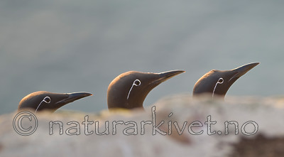 BB 12 0169 / Uria aalge / Lomvi